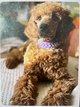 Caniche royal