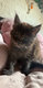 Chaton Maine coon