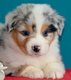 Chiots Berger Australien Losh à vendre