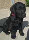 Labrador