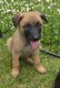 Malinois