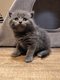 Scottish straight (British shorthair) blue et...
