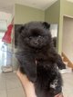 Adorable Spitz nain 🥰 femelle