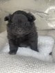 Adorable Spitz nain 🥰 femelle