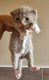 5 chatons males né le 20 mai