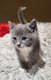 5 chatons males né le 20 mai