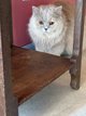British longhair