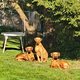 Chiot rhodesian ridgeback à reserver