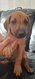 Chiot rhodesian ridgeback avec pedigree a...