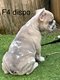 Chiots bouledogues français Lilas merle