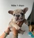 Chiots bouledogues français Lilas merle
