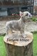 Chiots bouledogues français Lilas merle