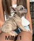 Chiots bouledogues français Lilas merle