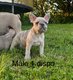 Chiots bouledogues français Lilas merle
