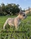 Chiots bouledogues français Lilas merle
