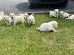 Chiots golden retriever