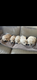 Chiots golden retriever