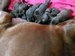 Chiots Labrador Chocolat