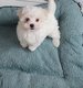 Bichon maltais de petite taille disponible