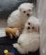 Bichon maltais disponible