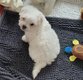 Bichon maltais disponible