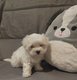 Bichon maltais de petite taille disponible