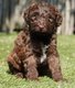 Chiots medium Labradoodle (parents visibles)