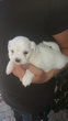 Bichon maltais nain