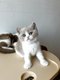 2 British shorthairs cinnamon et fawn
