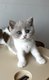 British shorthair fawn smoke bicolore