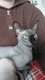 Sphynx
