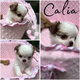 Trois superbes chihuahuas poils longs