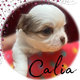 Trois superbes chihuahuas poils longs