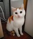 Adoptez Léon