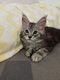 Chatons Maine coon à la réservation