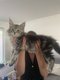 Chatons Maine coon à la réservation