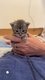 Chatons Maine coon à la réservation