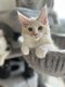 Un magnifique chaton mâle