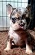 Bouledogue français