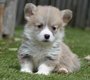 Chiots Welsh corgi Pembroke (parents présents)