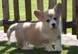 Chiots Welsh corgi Pembroke (parents présents)