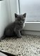 Magnifique chaton