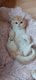 Chatons British