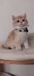 Chatons British