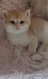 Chatons British
