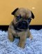 Chiot bouledogue français