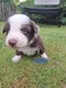 Adorables chiots border collie