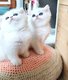 British Shorthair femelle