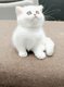 British Shorthair femelle