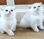 British Shorthair femelle